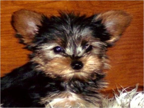 Teacup+yorkie+puppies+fully+grown