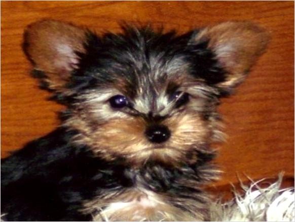 Baby Teacup Yorkie