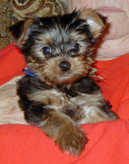 free yorkie adoption college tennis classifieds top quality yorkie puppies for free adoption free yorkie adoption college tennis classifieds top quality yorkie puppies for free adoption